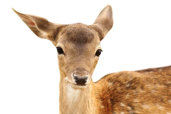 Isolated portrait of fallow deer calf — Stock Photo, Image