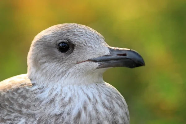 Juvenile herring gull head — Stock Photo, Image