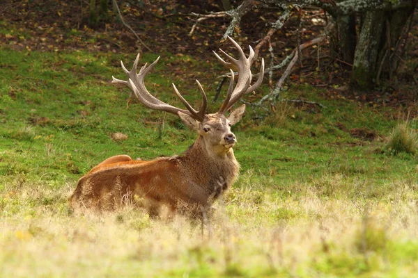 Magnifique cerf rouge cerf — Photo