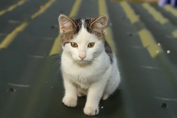 Pequeno gato doméstico — Fotografia de Stock