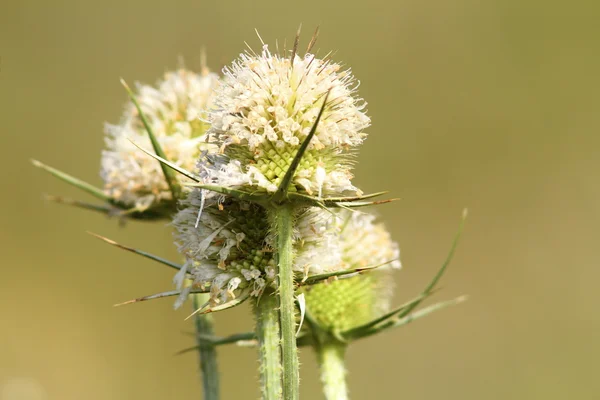 Thorn çiçek — Stok fotoğraf