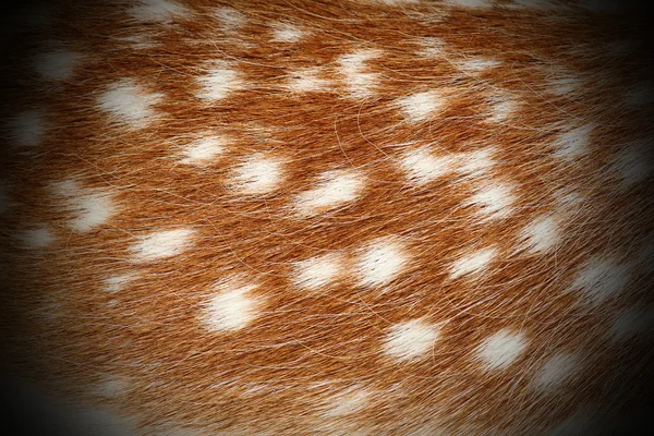 Texture of dama real pelt — Stock Photo, Image