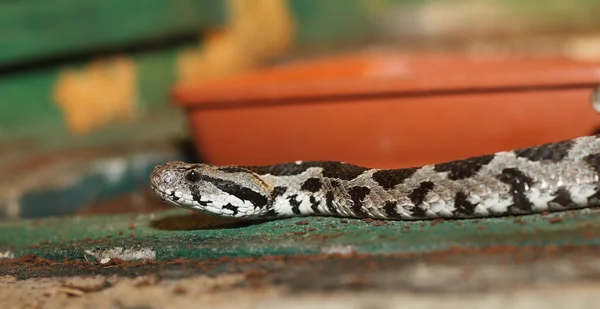 Vipera palaestinae terrarium içinde — Stok fotoğraf