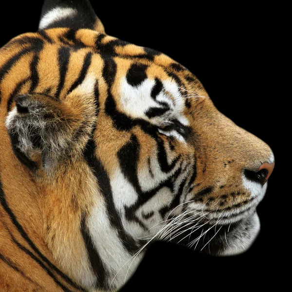 Portrait de tigre sur fond noir — Photo