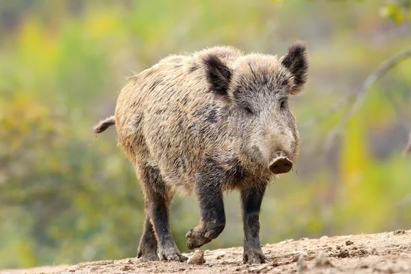 Wild zwijn komt naar camera — Stockfoto