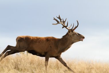 cervus elaphus çayır üzerinde çalışan