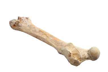 Ursus spelaeus kemik