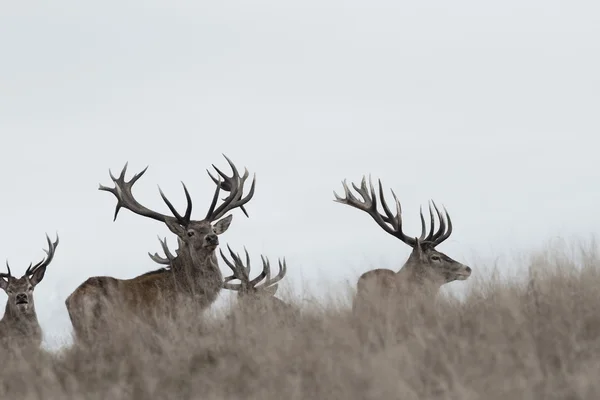 Awesome kronhjort stags — Stockfoto