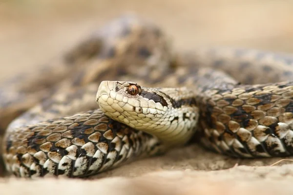 Närbild av ängen viper — Stockfoto