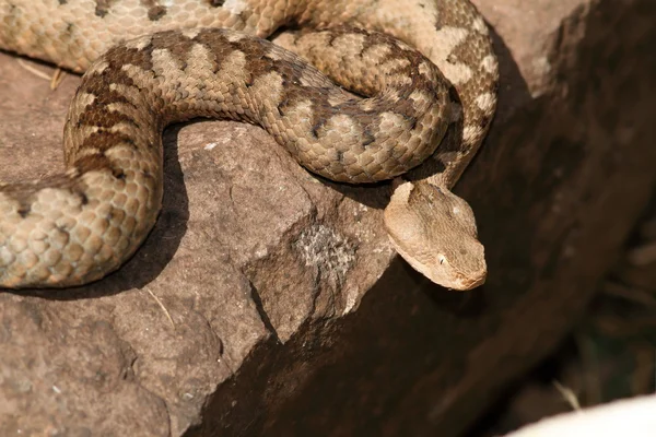 Dangerous venomous european snake — Stock Photo, Image