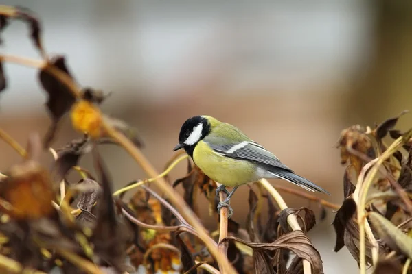 Grande mésange dans le jardin — Photo