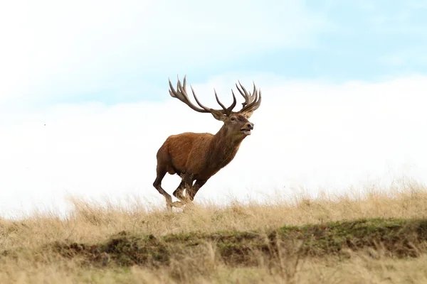 Mužské jelen běží volně žijící — Stock fotografie