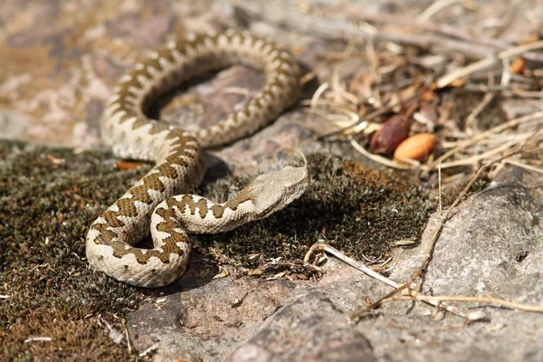 Juvenile sand viper in situ — Stock Photo, Image