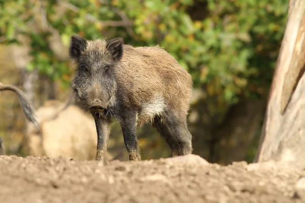 Un cinghiale — Foto Stock