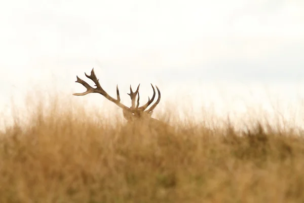 Cerf rouge grand trophée — Photo