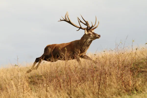 Red deer buck uitgevoerd in een open plek — Stockfoto