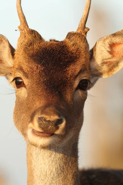 Porträt eines jungen Rehbocks — Stockfoto