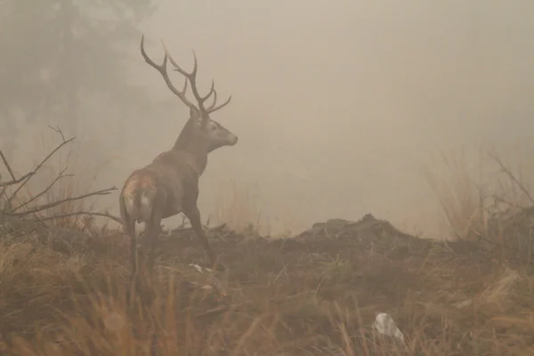 Red deer stag in morning fog — Stock Photo, Image