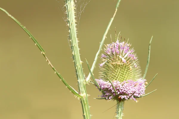 Thistle рожева квітка — стокове фото