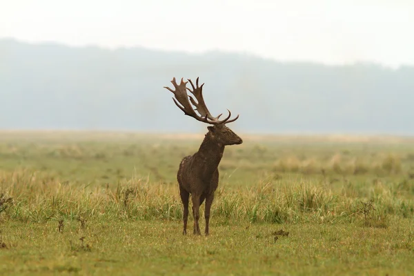 Dančí divoký jelen — Stock fotografie