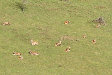 Kızıl geyik sürüsü rahatlatıcı