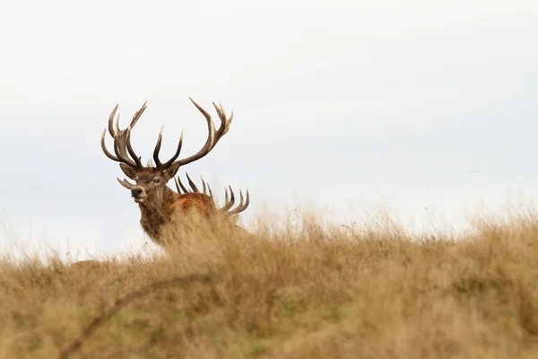 Красивий червоний олень, дивлячись на камеру — стокове фото