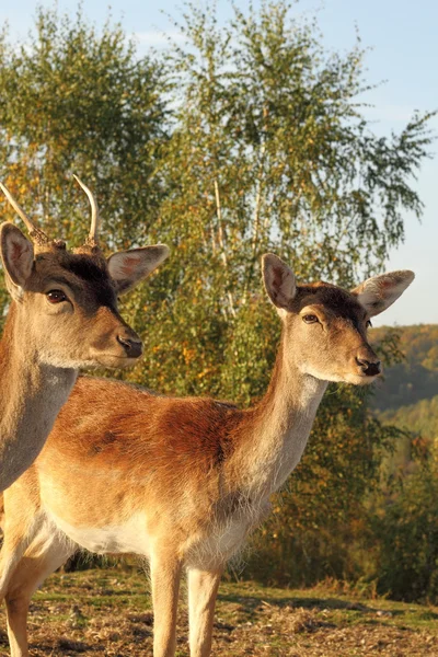 Fallow deer hind portrait — Stock Photo, Image