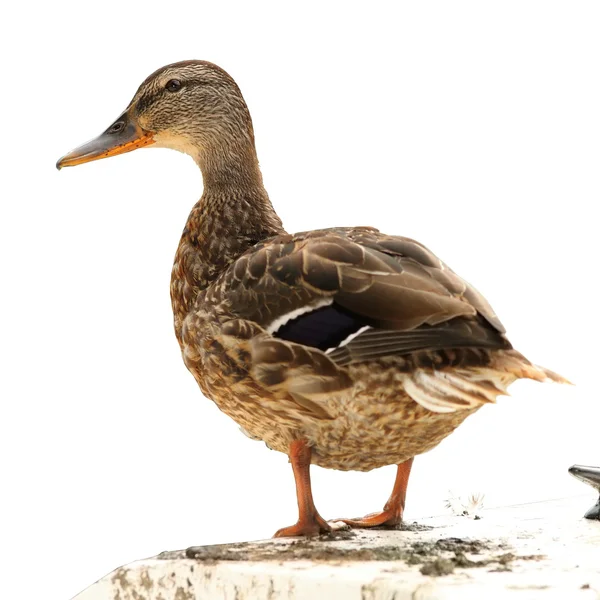 Isolated mallard duck standing on a boat — Stock Photo, Image
