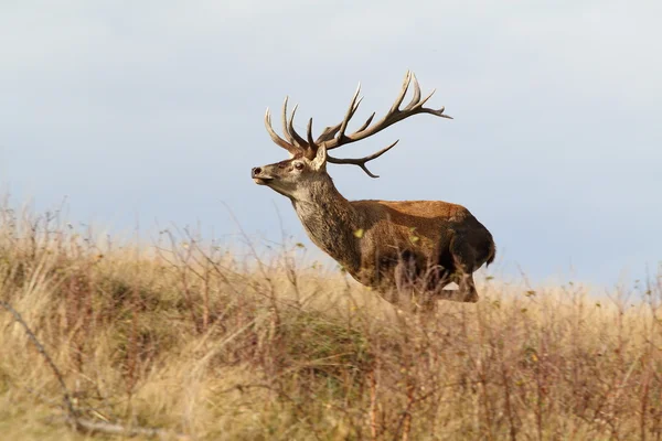 Großer Rothirsch auf der Flucht — Stockfoto