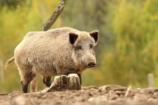Wild varken in de buurt van stomp — Stockfoto