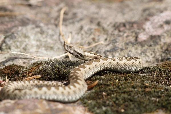Young european sand viper — Stock Photo, Image