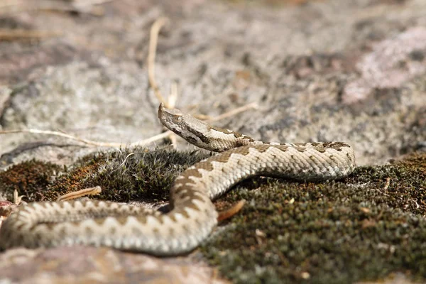 Fiatal európai homok vipera — Stock Fotó