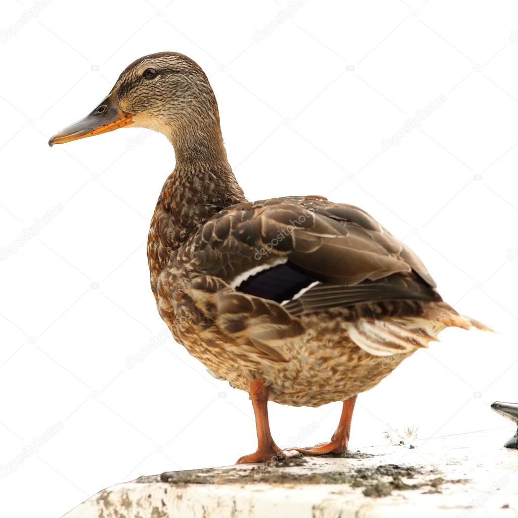 isolated mallard duck standing on a boat