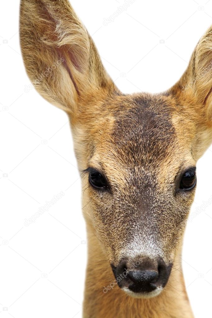 isolated head of a roe deer
