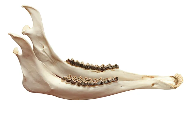 Cervus elaphus челюсти — стоковое фото
