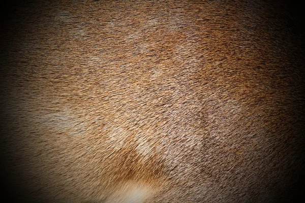 Piel de ciervo oscuro barbecho — Foto de Stock