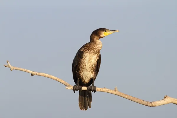 Great cormorant on branch — Stock Photo, Image