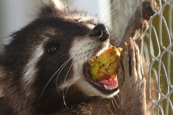 Raccoon eating apple — Stock Photo, Image