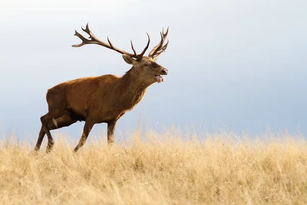 Red deer uruchomiony jesienią — Zdjęcie stockowe