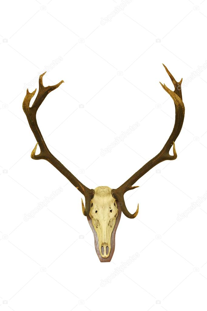 red deer buck isolated hunting trophy