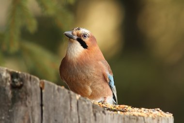 Avrupa jay bir besleyici güdük