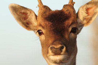 funny portrait of deer buck clipart
