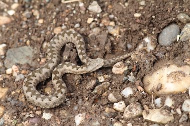 küçük vipera ammodytes