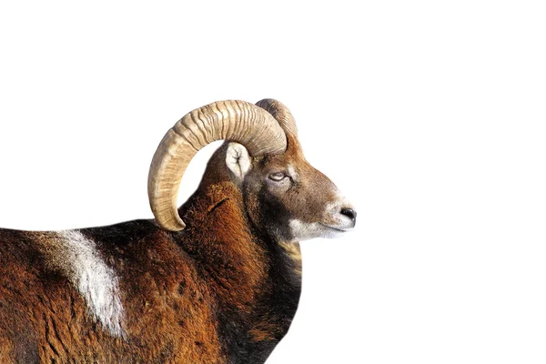 흰색 위에 큰 mouflon ram 초상화 — 스톡 사진