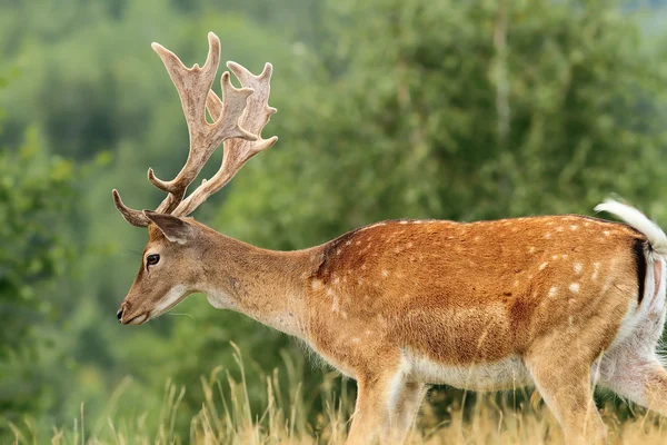 Vackra dovhjort buck — Stockfoto