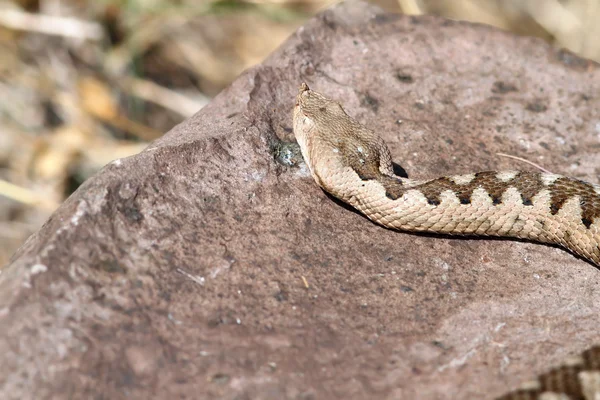 Női európai nagyorrú szarvas vipera — Stock Fotó