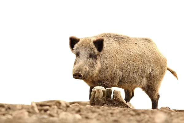 Grote wild zwijn op wit — Stockfoto