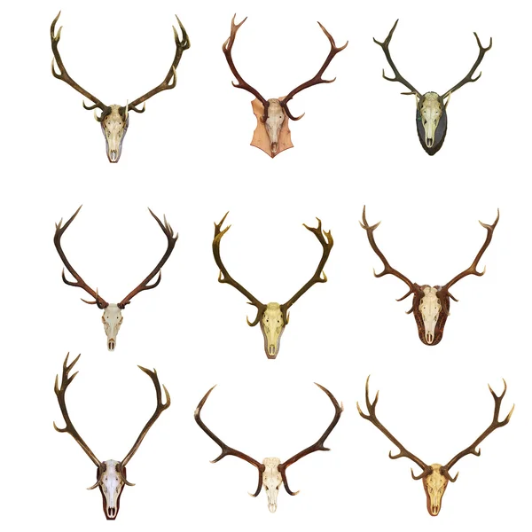 Collection of red deer trophies — Stock Photo, Image