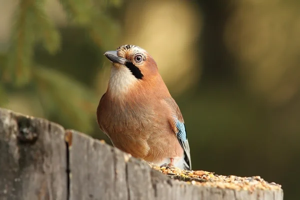 Ghiandaia europea su un ceppo alimentatore — Foto Stock