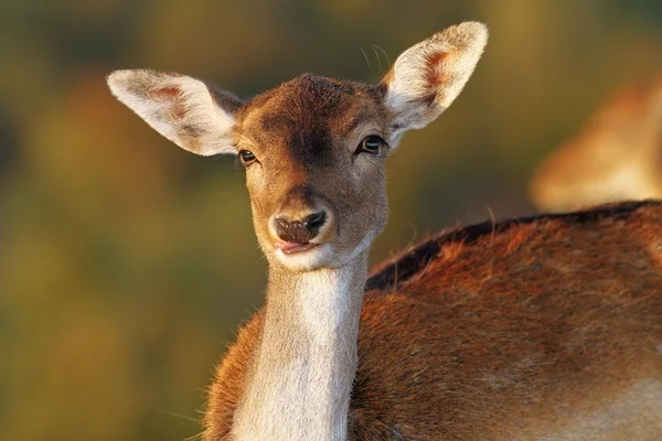 看着摄像机的小鹿 doe 肖像 — 图库照片